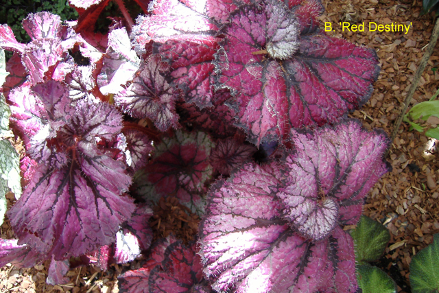 B. ‘Red Destiny’